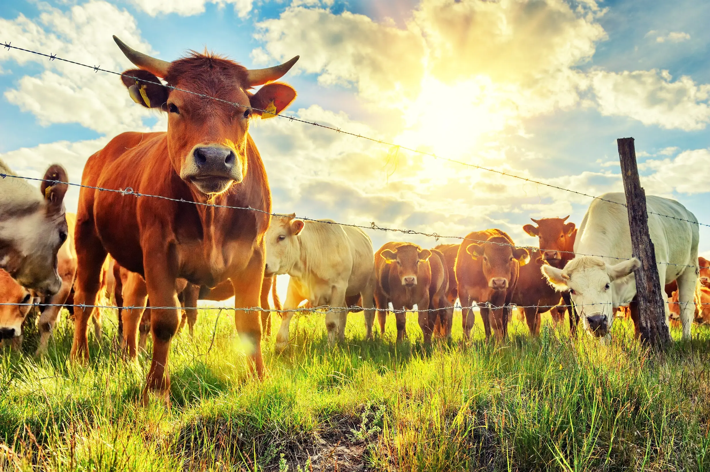 livestock herd of young calves